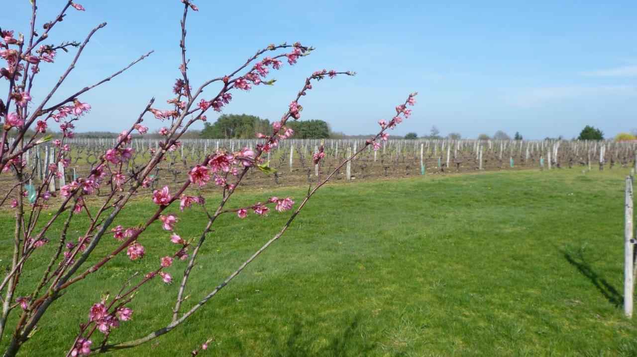 Вілла L'Ecrin Au Coeur Des Vignes Сен-Жорж-сюр-Шер Екстер'єр фото